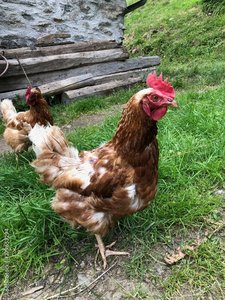 gallo gallina