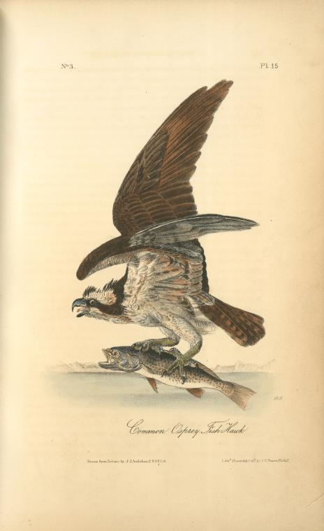 Common Osprey, Fish Hawk — John James Audubon