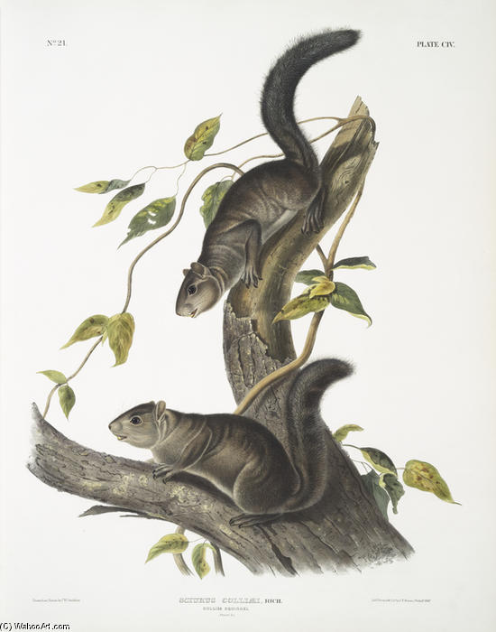 Sciurus Colliaei, Collies Squirrel. Natural Size — John James Audubon