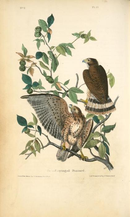 Broad-winged Buzzard — John James Audubon