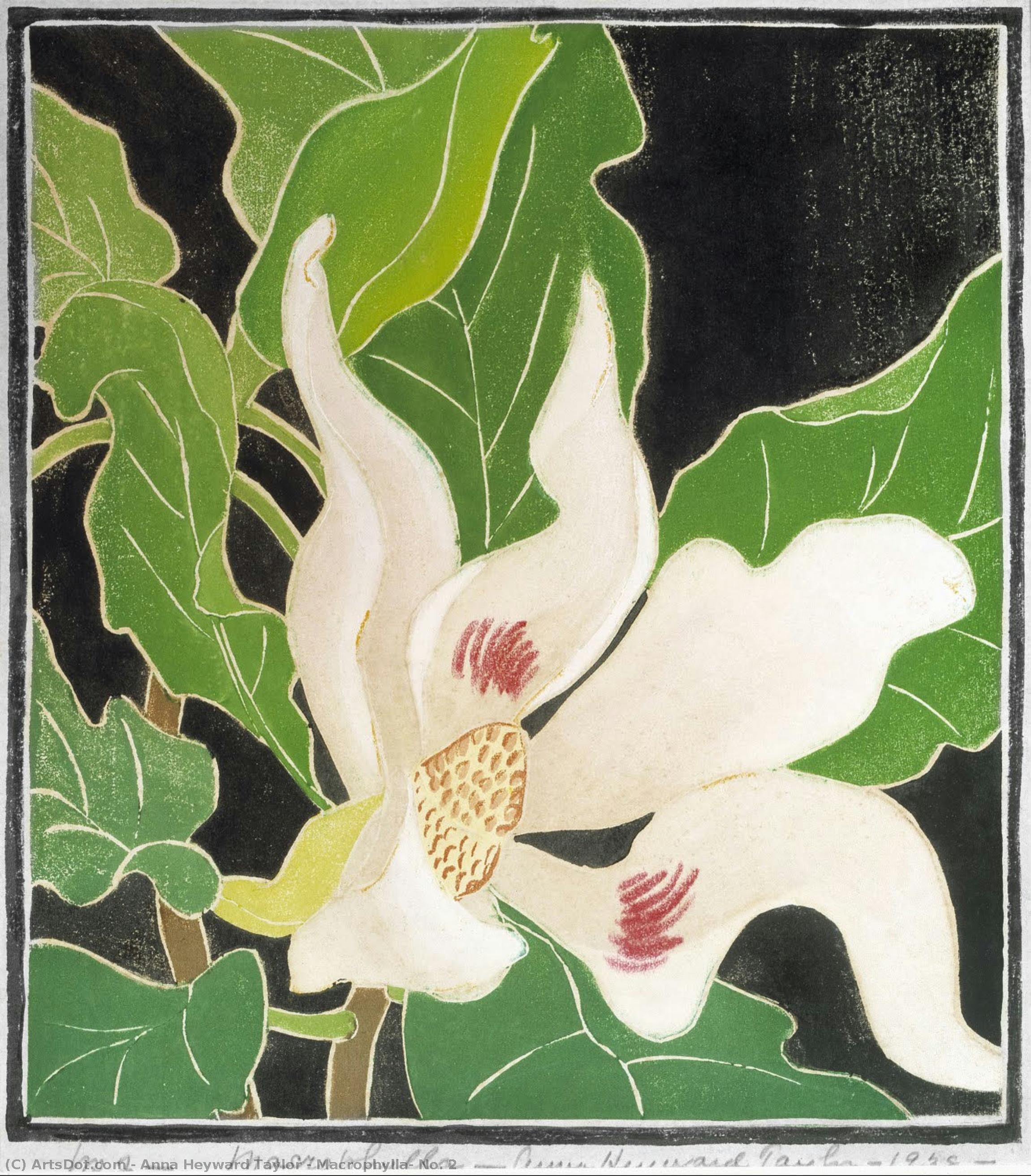 Macrophylla, No. 2 — Anna Heyward Taylor