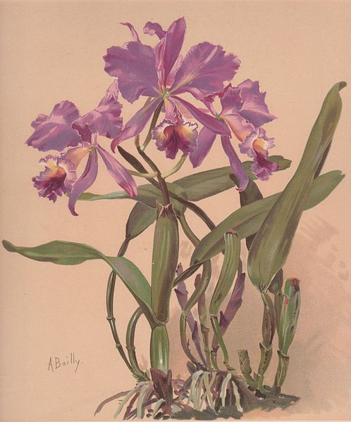 Cattleya Watercolor — Άλις Μπάιλι