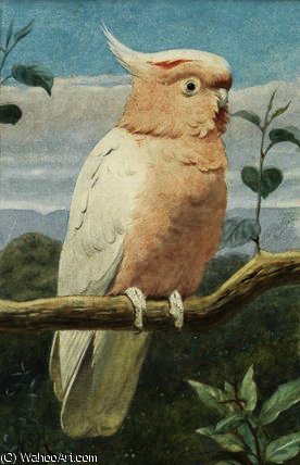 A Leadbetter's Cockatoo — Henry Stacy Marks