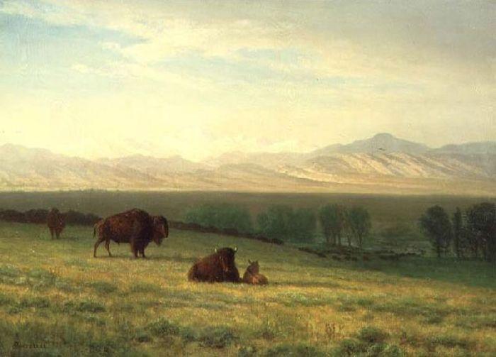 Buffalo On The Plains — Albert Bierstadt