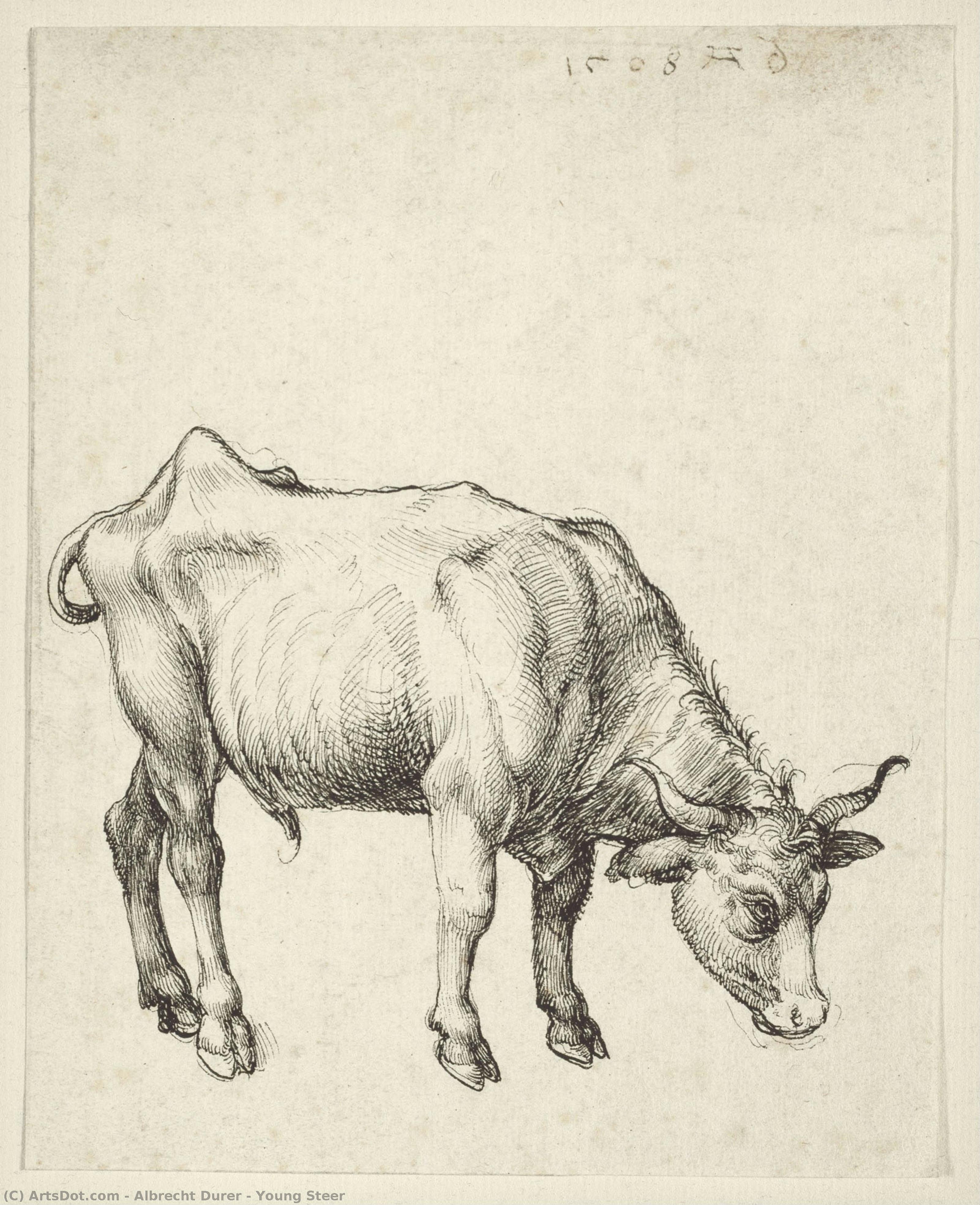 Giovane Vitello — Albrecht Dürer