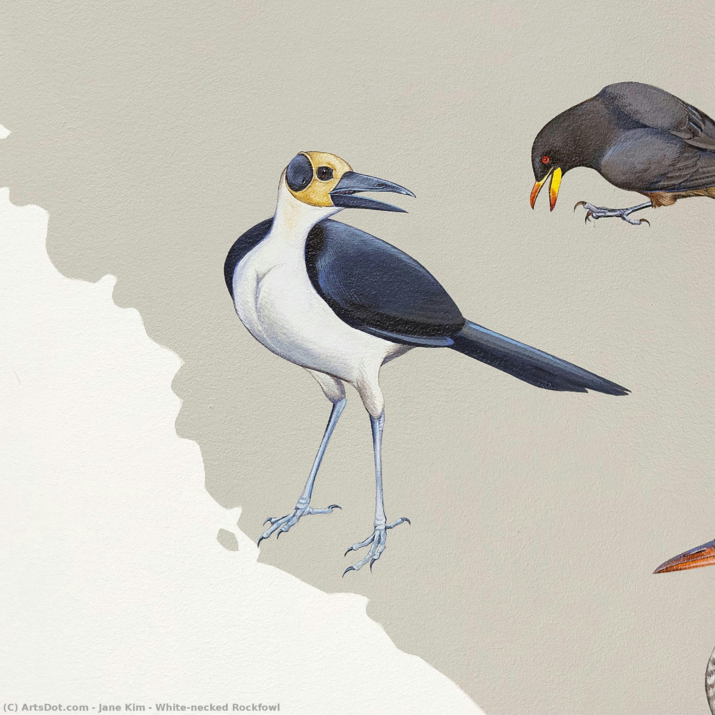 White-necked Rockfowl — جين كيم