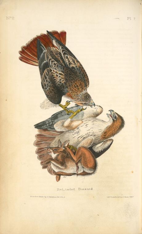 Red-tailed Buzzard — John James Audubon