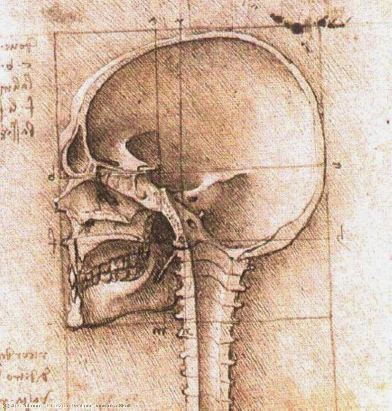 Vista Di Uno Scheletro — Leonardo Da Vinci