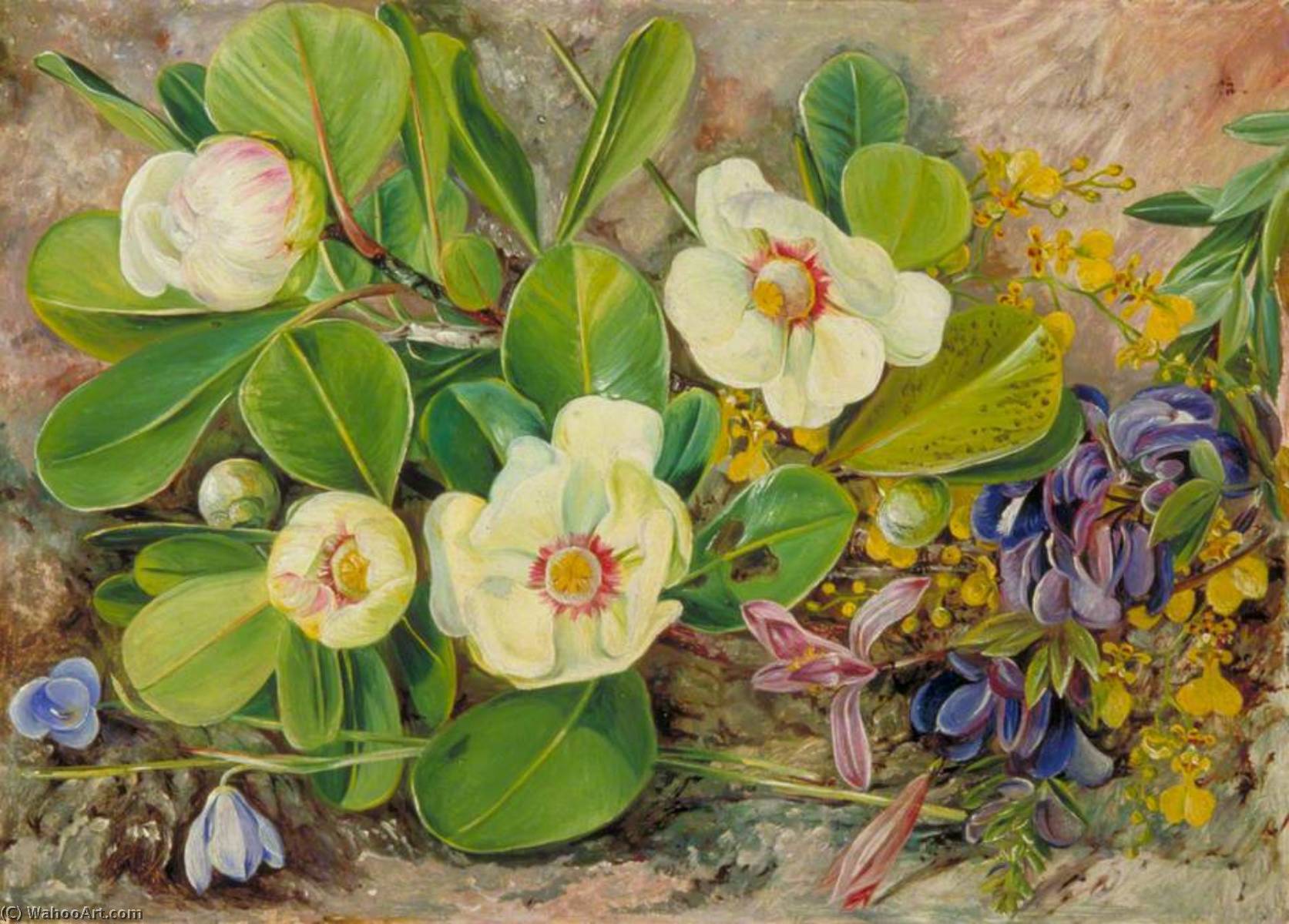 Wildblumen Brasiliens — Marianne North