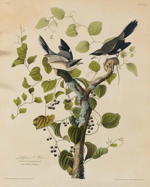 Loggerhead Shrike — Robert Havell