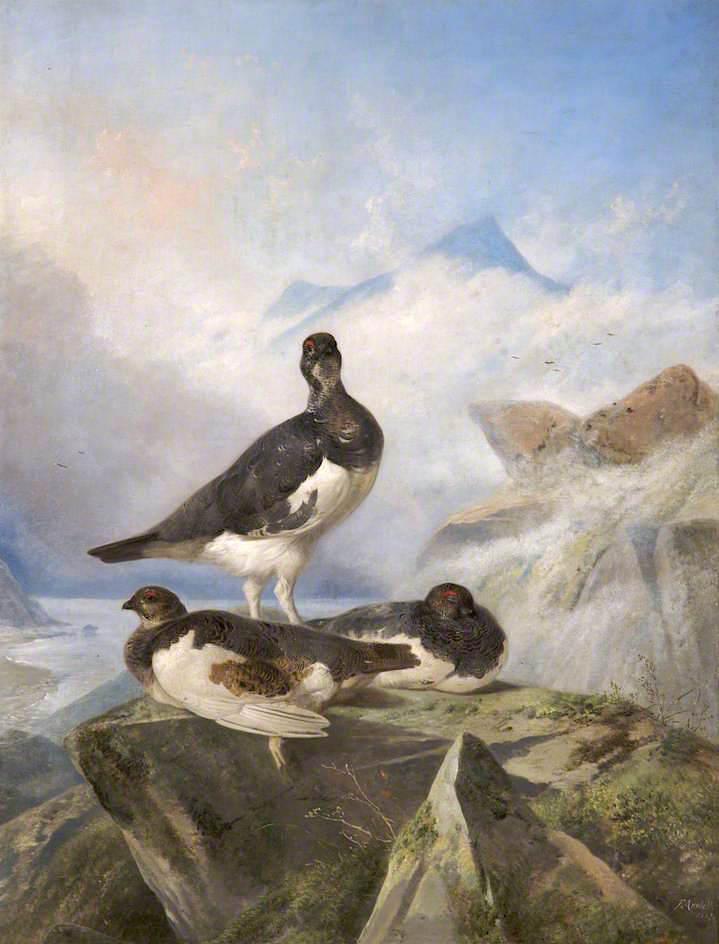 Grey Ptarmigan — Richard Ansdell