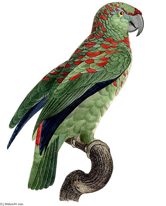 Amazona Festiva — Jacques Barraband
