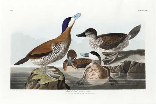 Ruddy Duck — Robert Havell