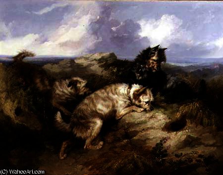 A Dandy Dinmont And Two Cairns Rabbiting — George Armfield (smith)