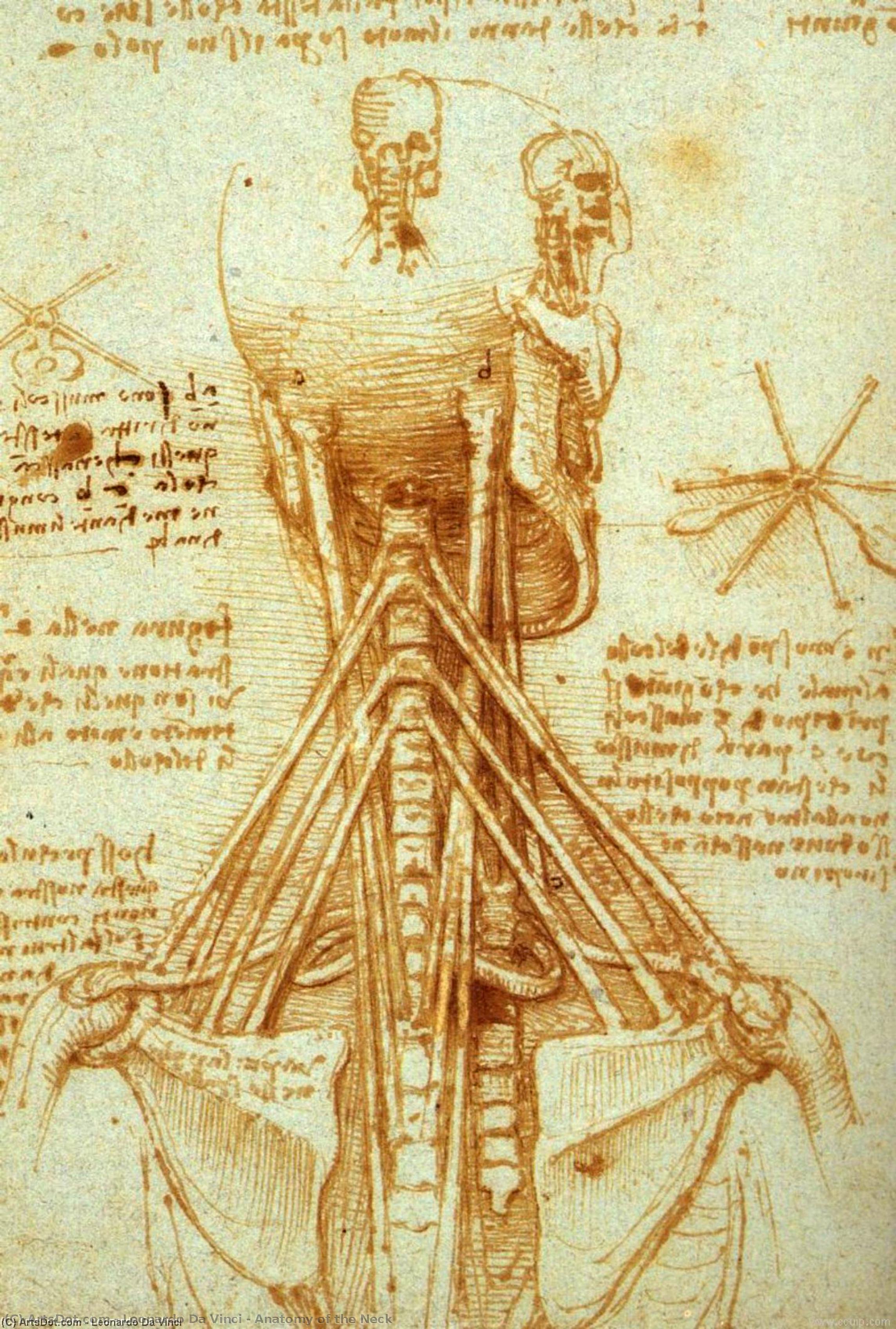 Anatomie Des Halses — Leonardo Da Vinci