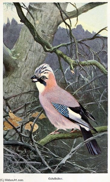 Garrulus Glandarius — Friedrich Wilhelm Kuhnert