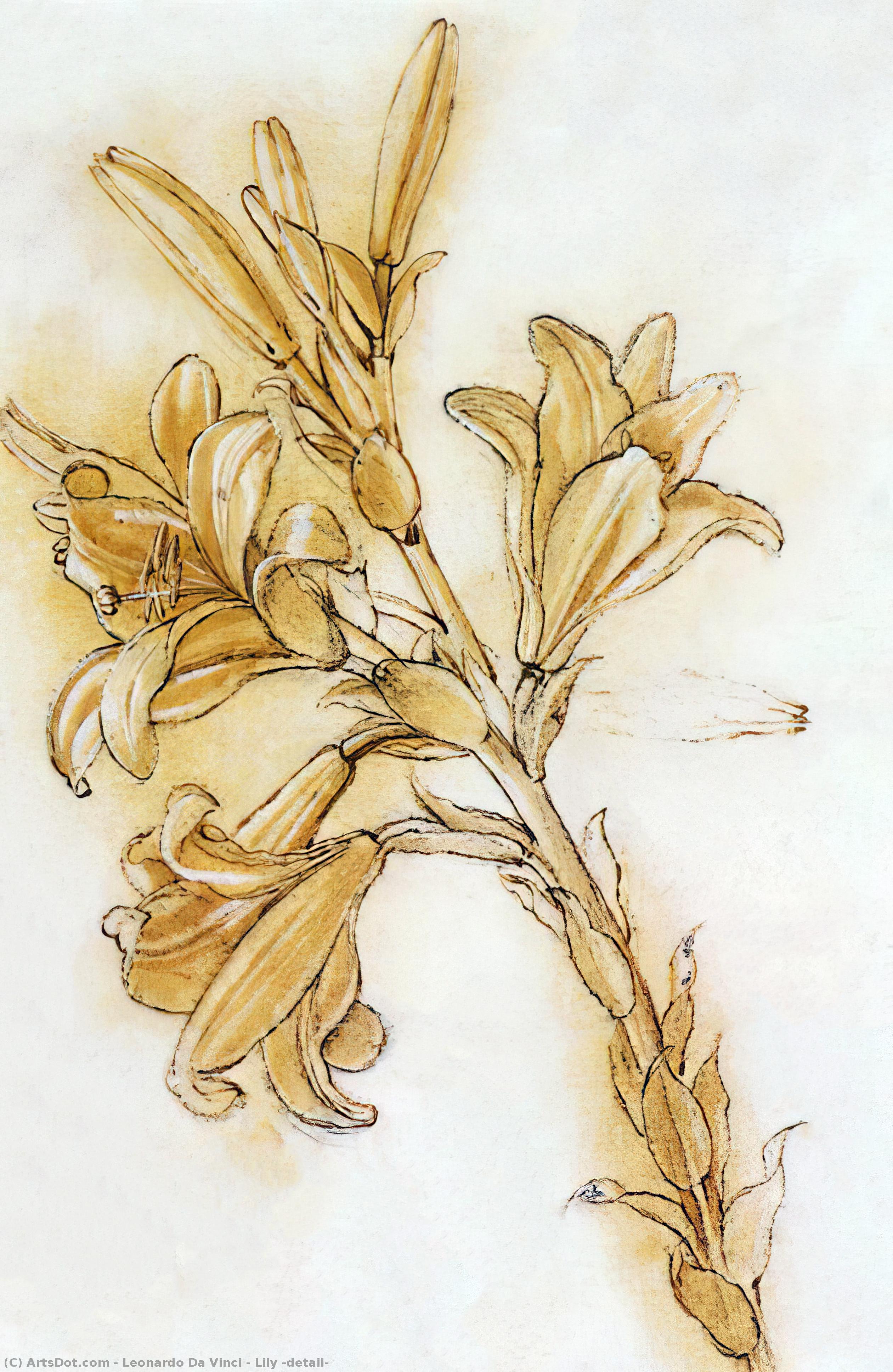 Lilja (taso) — Leonardo Da Vinci