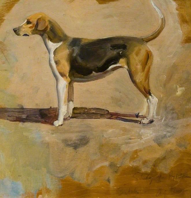 Studie Eines Foxhounds, 'pytchley' — Sir Alfred James Munnings