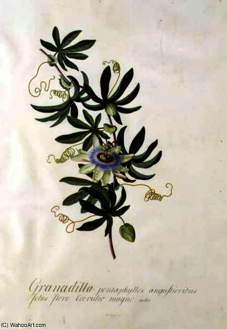 Passion Flower Hi — Georg Dionysius Ehret