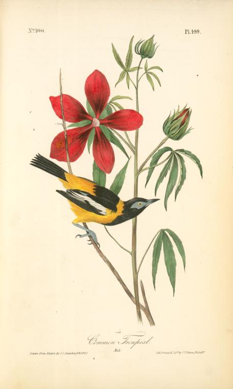 Common Troupial. Male — John James Audubon