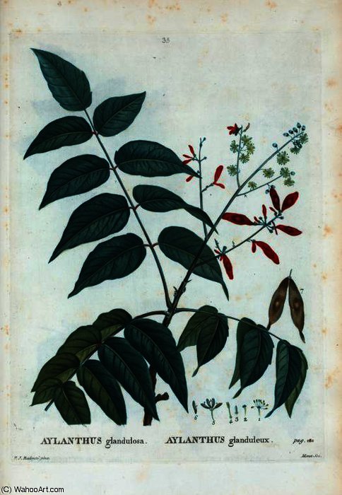 Aylanthus Glandulosa — Pierre-joseph Redouté