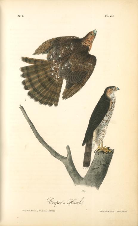 Cooper's Hawk — John James Audubon
