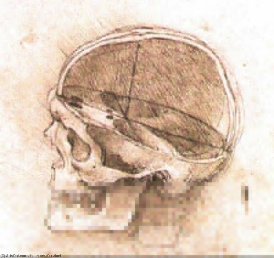 Ansicht Eines Schädel — Leonardo Da Vinci