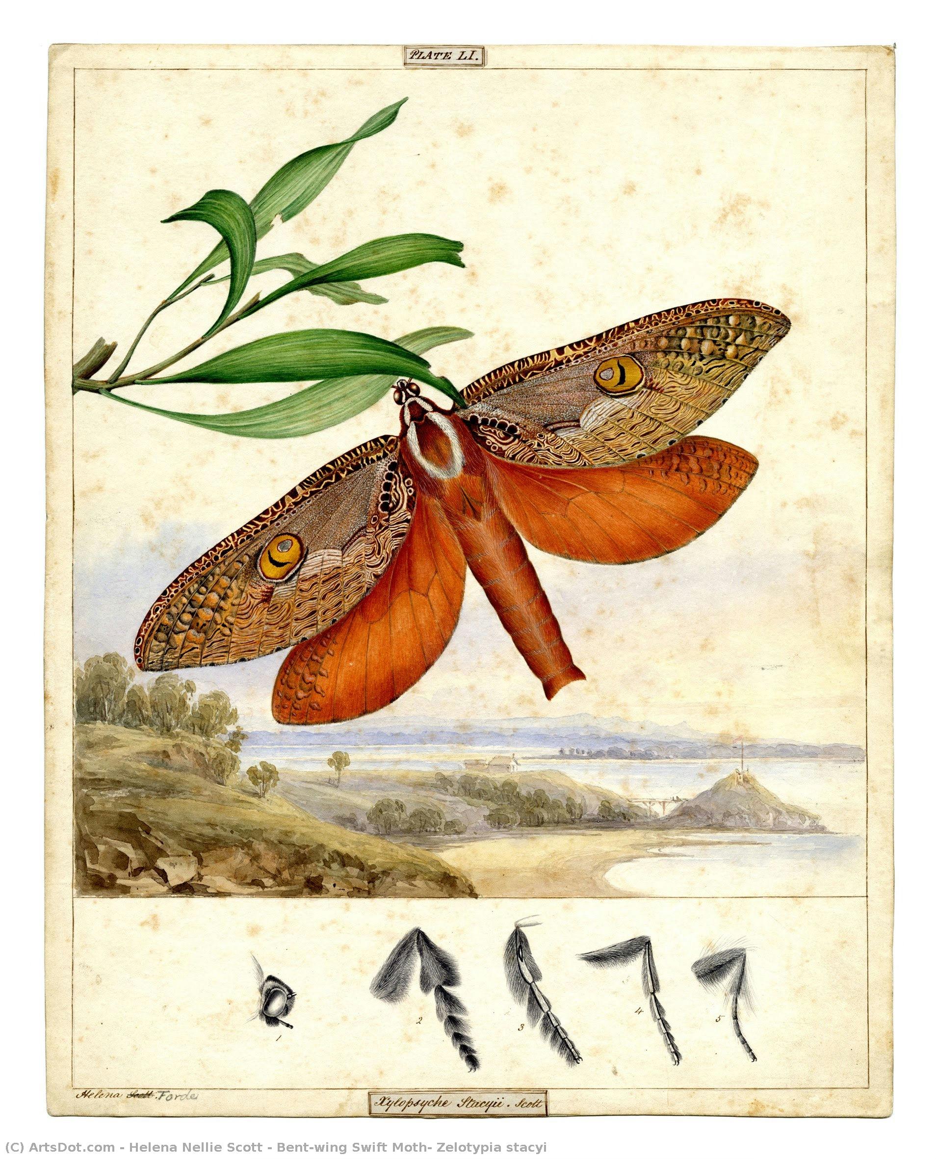 Bent-wing Swift Moth, Zelotypia Stacyi — Helena Nellie Scott