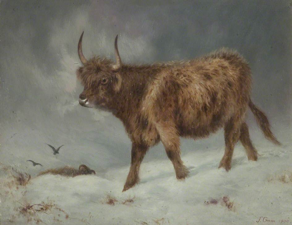 Highland Cow In The Snow — John Crane