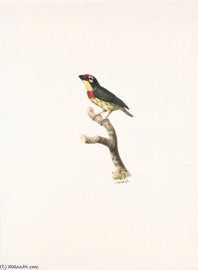 Megalaima Haemacephala - — Jacques Barraband