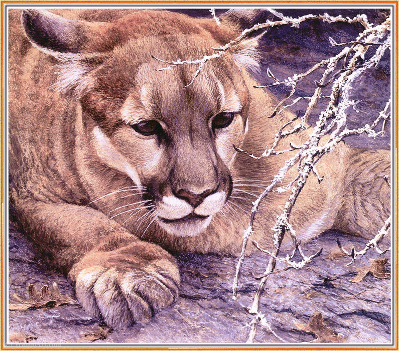 At The Ready - Cougar — Robert Bateman