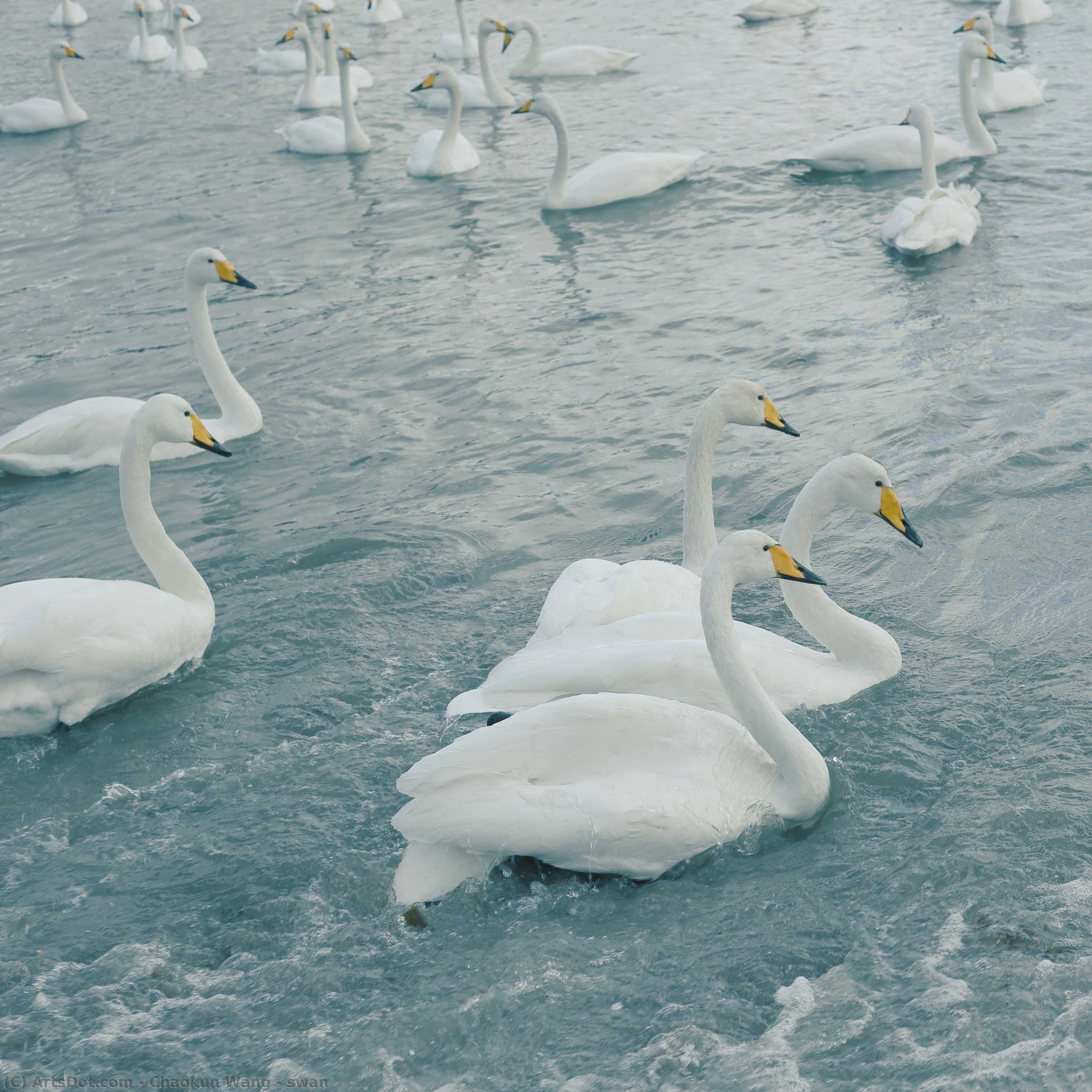 Swan — Chaokun Wang