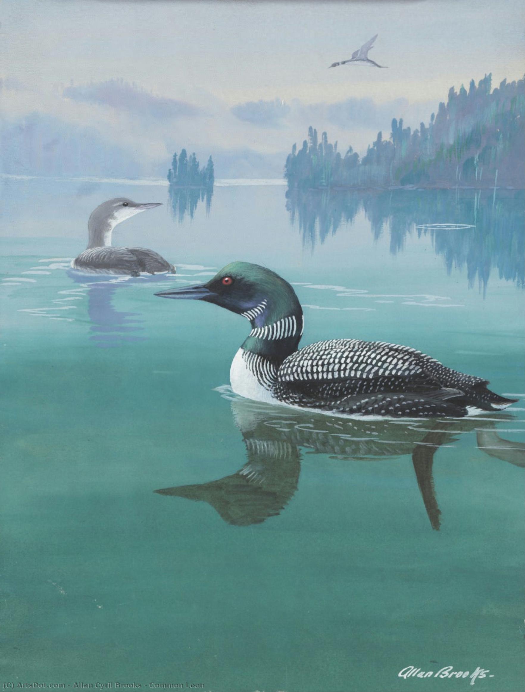 Common Loon — Allan Cyril Brooks