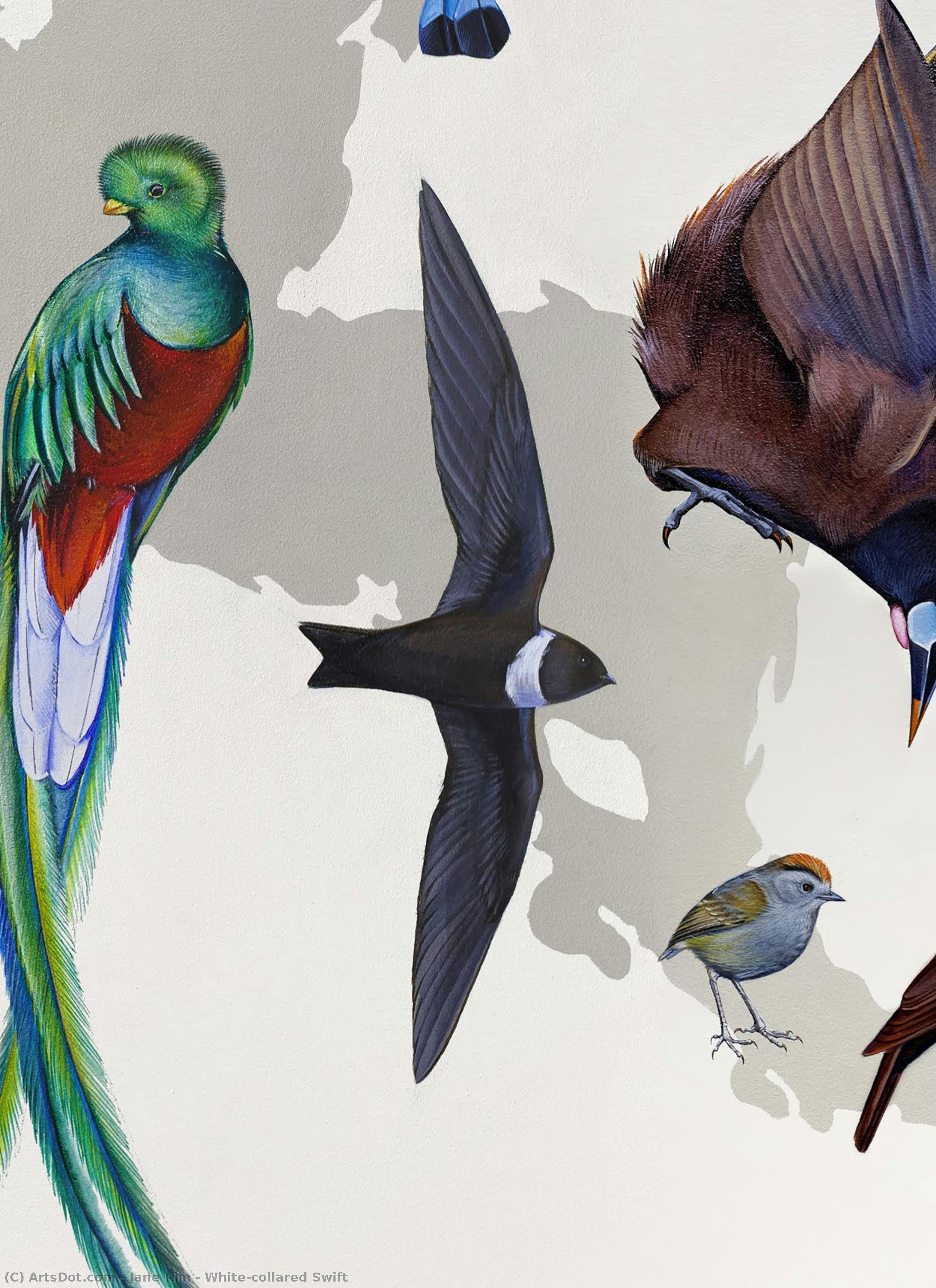 White-collared Swift — Jane Kim