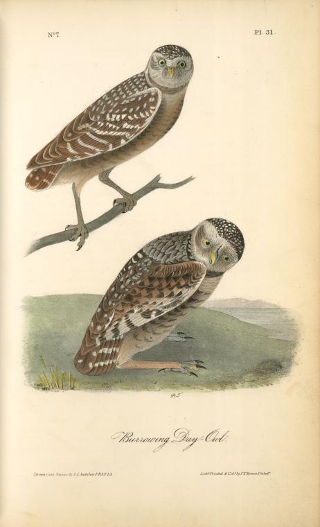 Burrowing Day-owl — John James Audubon