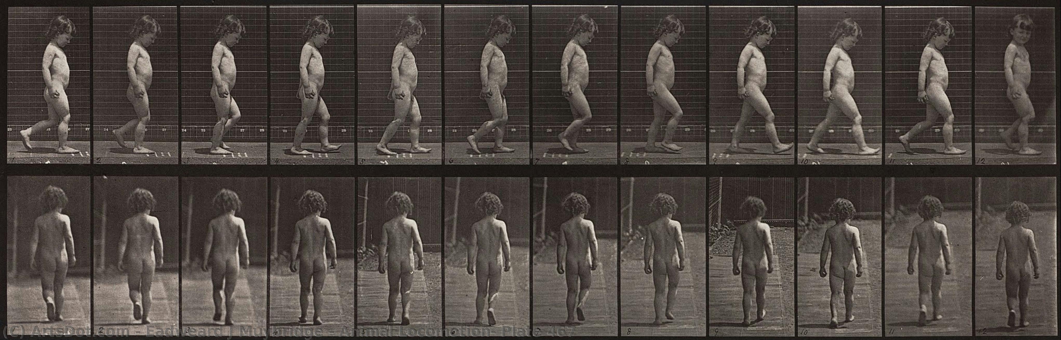 Animal Locomotion, Plate 467 — Eadweard J. Muybridge