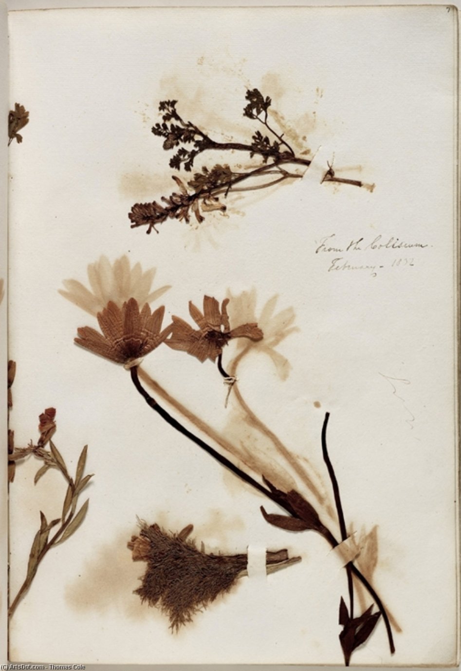 Plants From The Coliseum — Thomas Cole