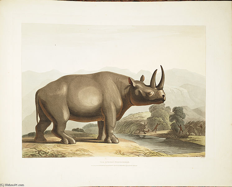 Black Rhino — Samuel Daniell