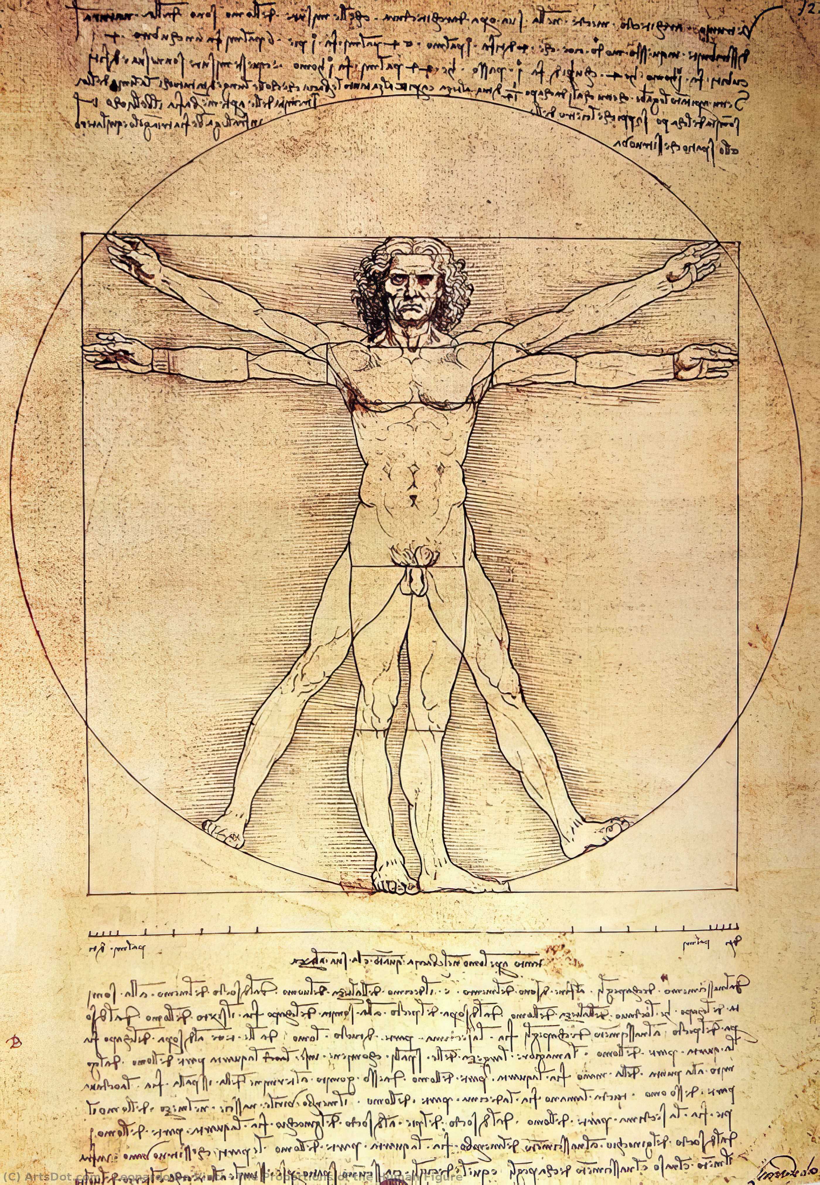 Proporțiile Figurii Umane — Leonardo Da Vinci
