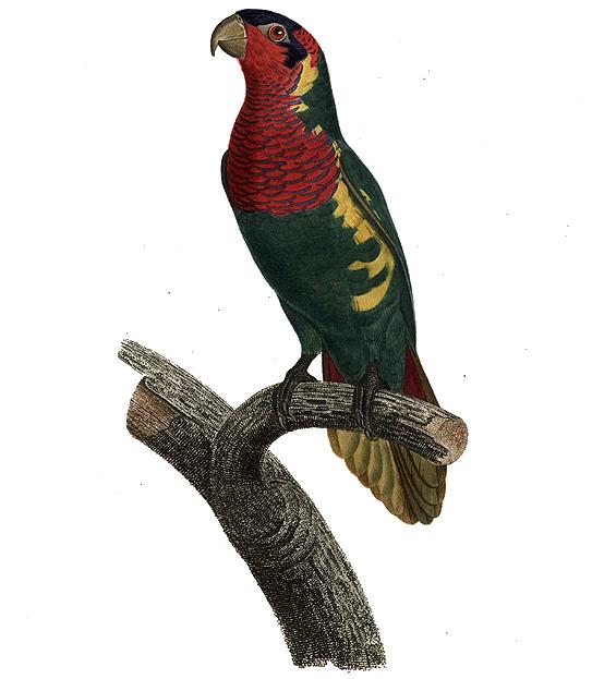Trichoglossus Ornatus — Jacques Barraband