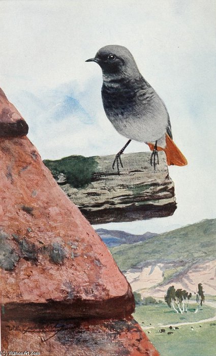 Redstart — Friedrich Wilhelm Kuhnert