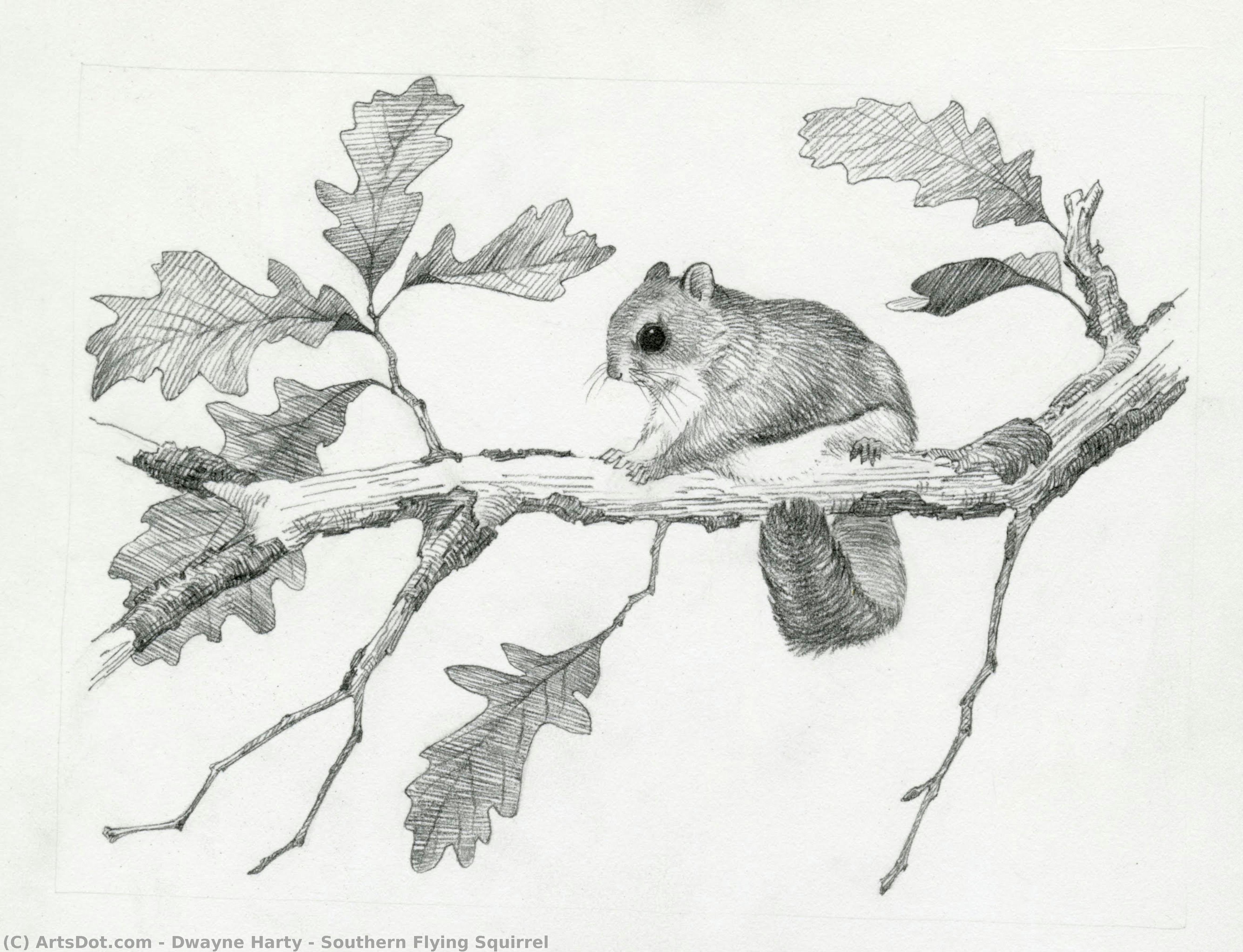 Southern Flying Squirrel — Dwayne Harty