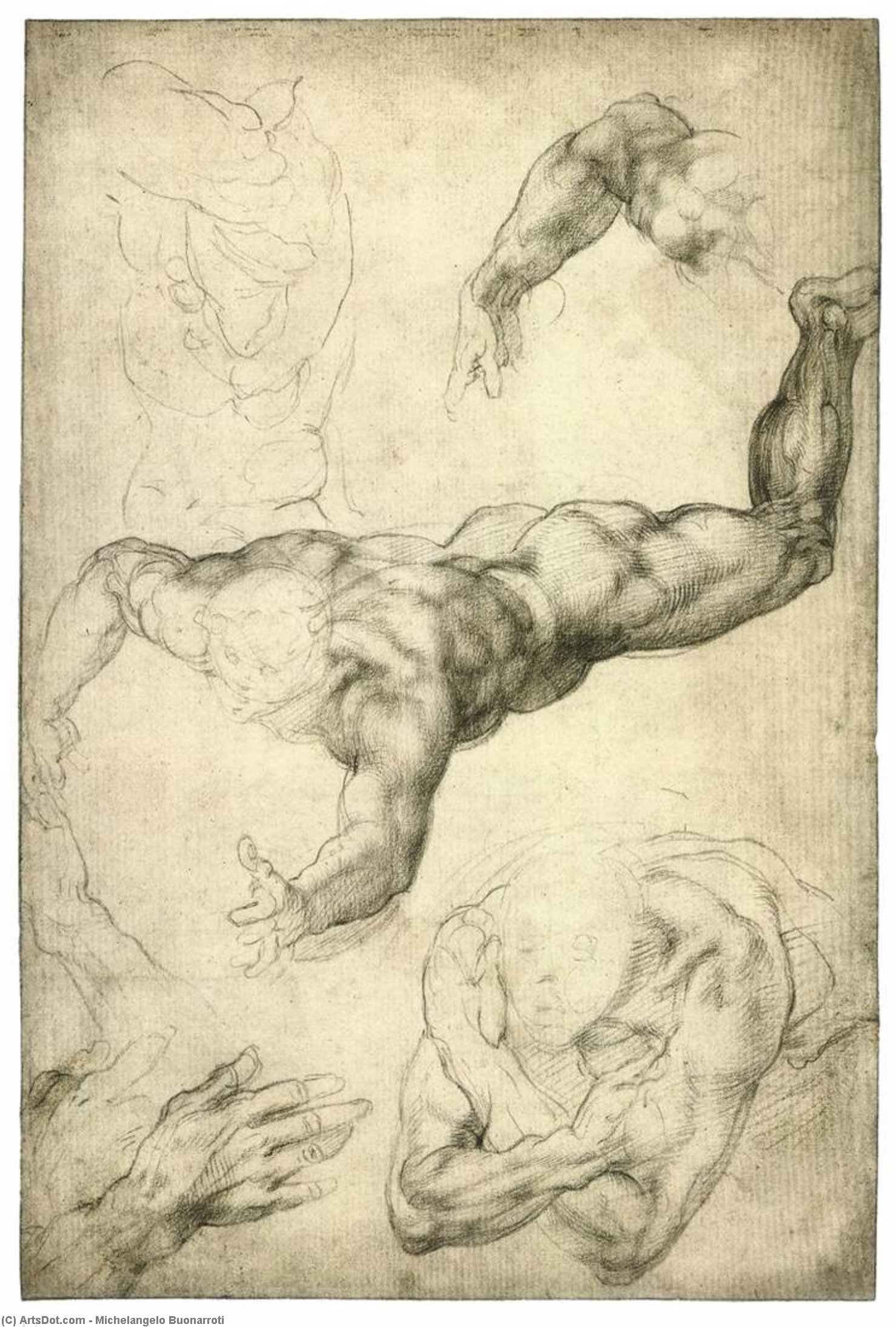 Studi Di Braccia E Mani — Michelangelo Buonarroti