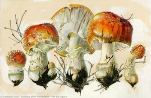 The Fly Agaric