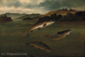 Trout rising
