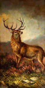 Stag