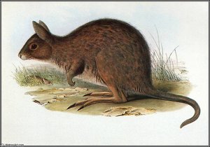 eastern hare - wallaby