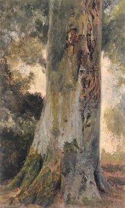 Beech, Talysarn