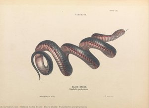 Black Snake, Pseudechis porphyriacus