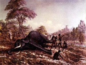 Dead Elephant — Thomas Baines